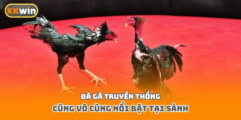 Đá gà truyền thống cũng vô cùng nổi bật tại sảnh